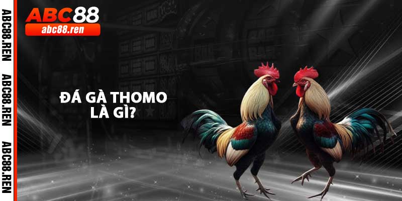 Đá Gà Thomo Là Gì?