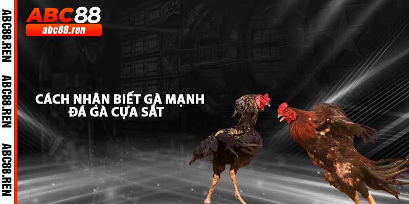 Cách nhận Biết Gà Chiến Mạnh Trong Đá Gà Cựa Sắt